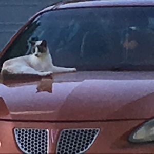 Meet your Posher, Bridget